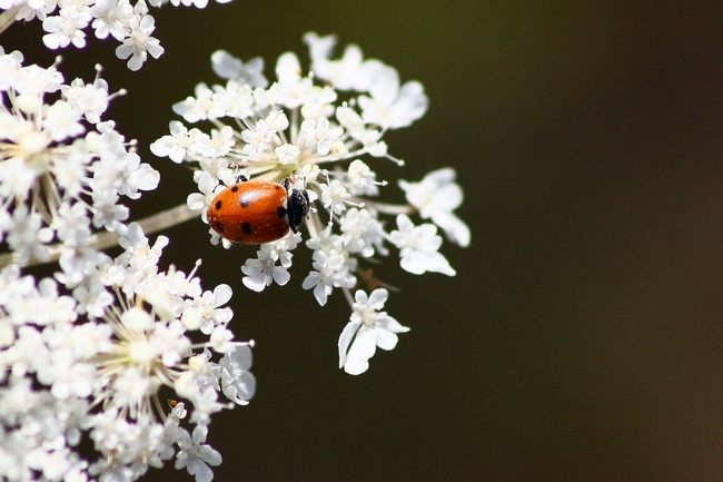 coccinella 1 da ID